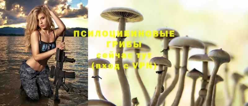 дарнет шоп  Лакинск  площадка телеграм  Псилоцибиновые грибы Magic Shrooms 